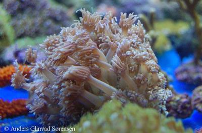Goniopora sp.