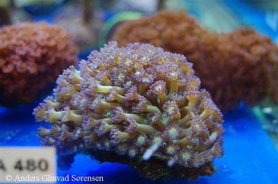 Goniopora sp.