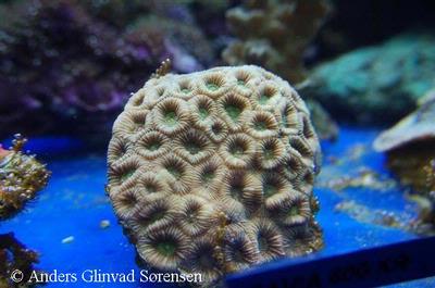Favia sp.