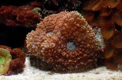 Lobophyllia sp.