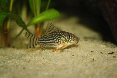 Corydoras sterbai