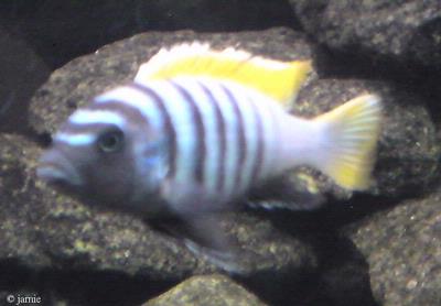 Cynotilapia Afra "Jalo Reef"