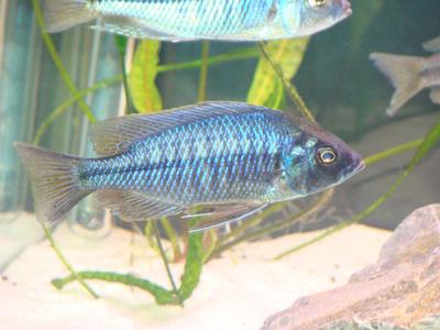 Mazinzi Reef han