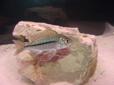 Mazinzi Reef hun