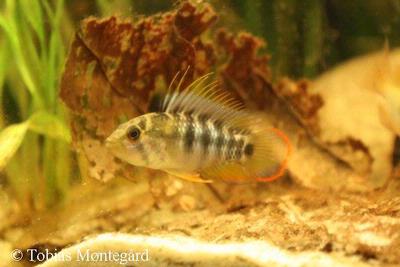 Apistogramma Baenschi "Inka"
