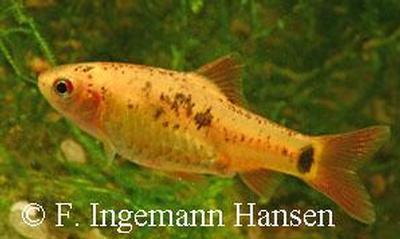 Puntius  semifasciolatus var. schuberti
