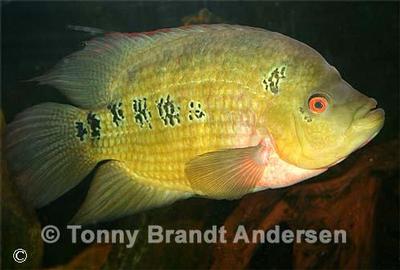 Amphilophus trimaculatus