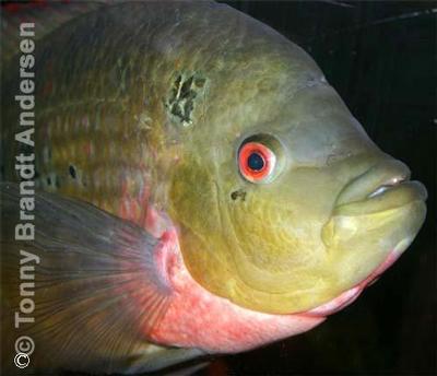 Amphilophus trimaculatus