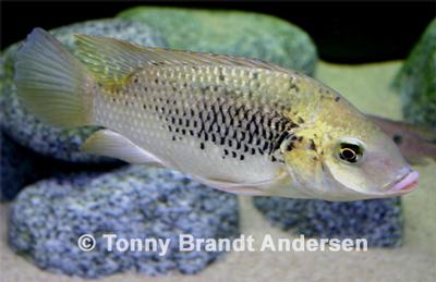 Sarotherodon galilaeus