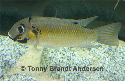 Sarotherodon melanotheron