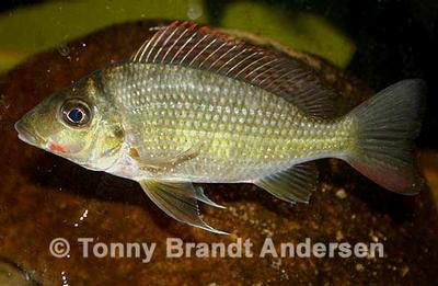 Tylochromis lateralis