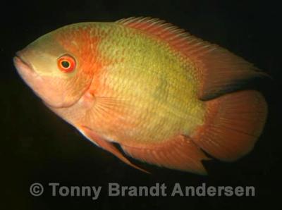 Hypselecara temporalis