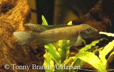 Lamprologus werneri