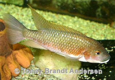 Tilapia snyderae