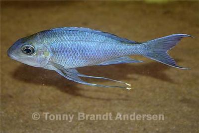 Ophthalmotilapia ventralis "Chaitika"
