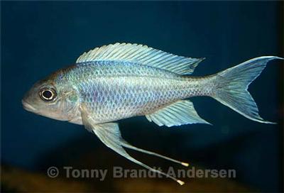 Ophthalmotilapia ventralis "Chaitika"