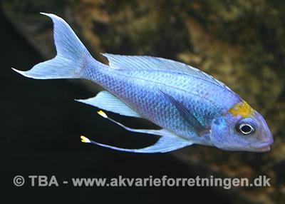 Ophthalmotilapia ventralis "Kambwimba"