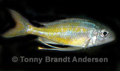 Ophthalmotilapia ventralis "Kapampa"