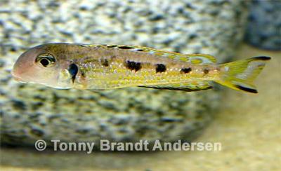 Xenotilapia sp. "ochrogenys ndole"