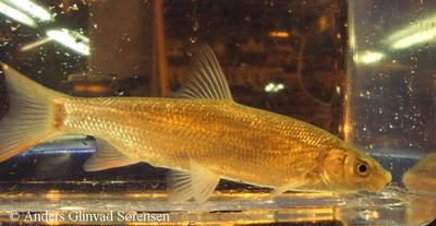 Græskarpe, 13 cm