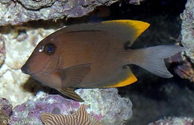 Ctenochaetus tominiensis