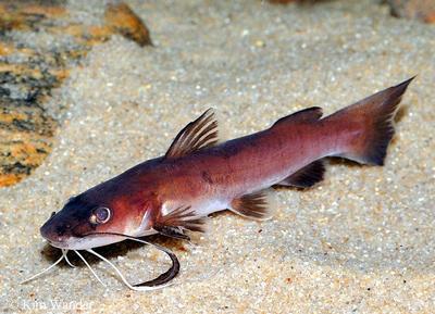 Phyllonemus typus