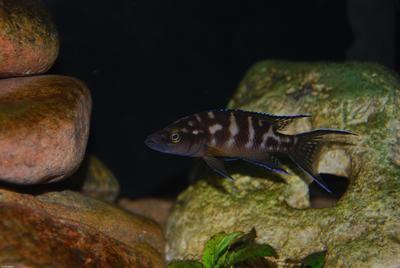 Neolamprologus Buescheri