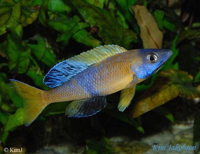 Cyprichromis sp. "leptosoma jumbo" Kitumba