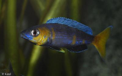 Cyprichromis sp. "leptosoma jumbo" Kitumba