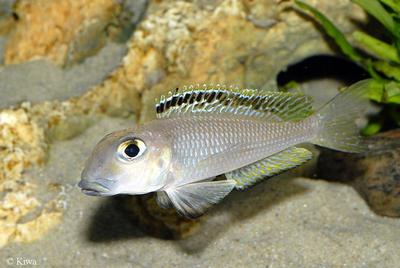Xenotilapia boulengeri "Isanga"