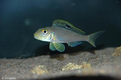 Xenotilapia sp. "papilio sunflower"