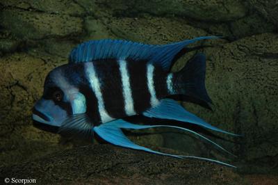 Cyphotilapia gibberosa "Moba"