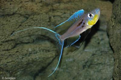 Benthochromis Horrii