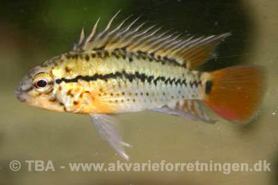 Apistogramma guttata, han.