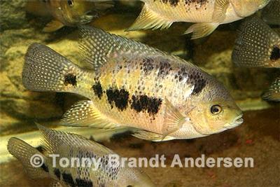 "Cichlasoma" bocourti