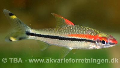 Puntius denisonii