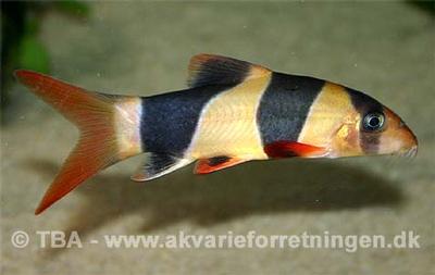Chromobotia macracanthus
