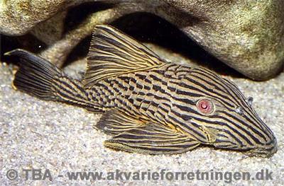Panaque nigrolineatus
