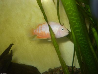 Amatitlania nigrofasciata