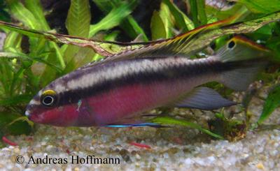 Pelvicachromis pulcher
