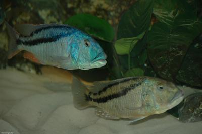 Aristochromis christyi par