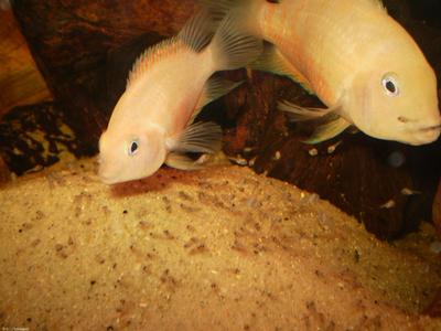 Amatitlania nigrofasciata