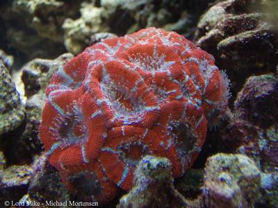 Acanthastrea sp.