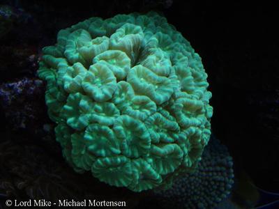 Caulastrea sp.