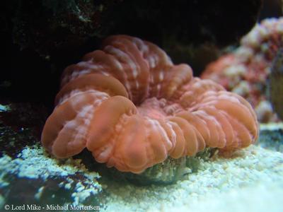 Cynarina sp.