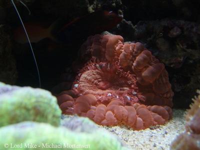Cynarina sp.