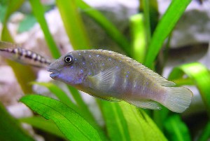 Eretmodus Cyanostictus