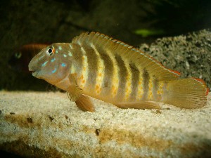 Eretmodus cyanostictus mbilibili