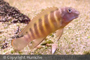 Eretmodus sp. cyanostictus Orange Fullbar "Kigoma"