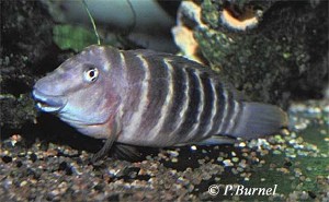 Eretmodus cyanostictus sp. north Burundi
